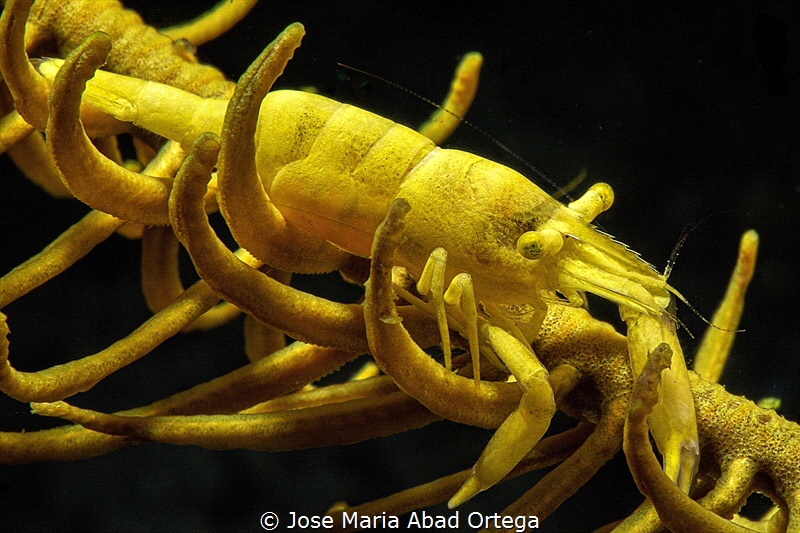 Yellow crinoid shrimp close up
Hippolyte catagrapha by Jose Maria Abad Ortega 