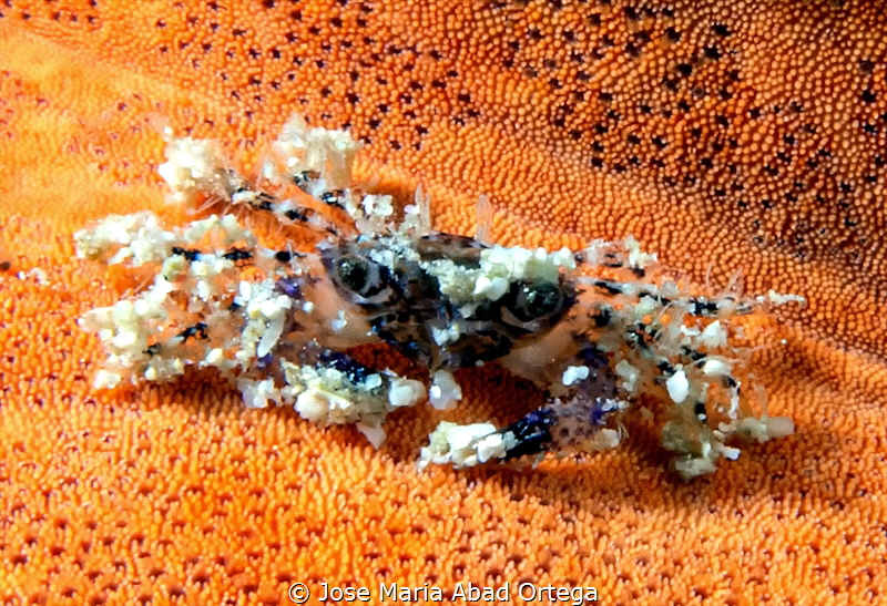 Small crab on starfish
Pilodius sp. by Jose Maria Abad Ortega 