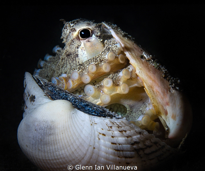This is a photo of an octopus seeking refuge in the dead ... by Glenn Ian Villanueva 