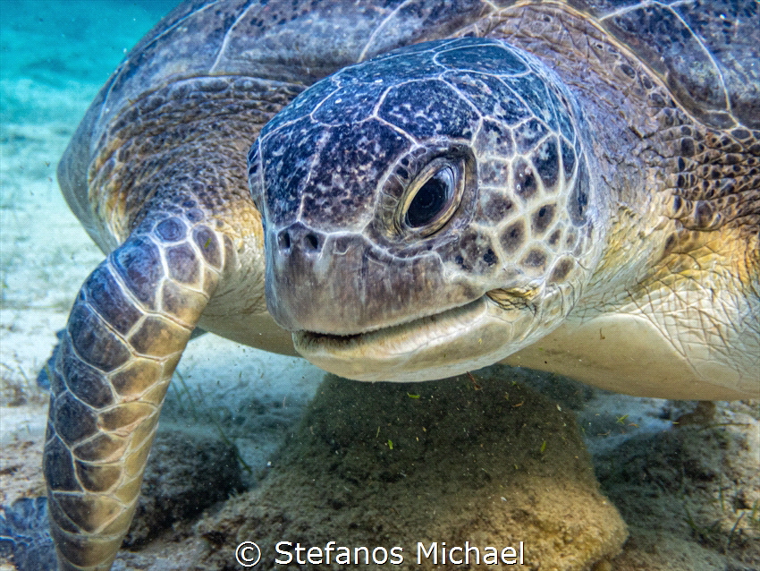 Green Sea Turtle - Chelonia mydas by Stefanos Michael 