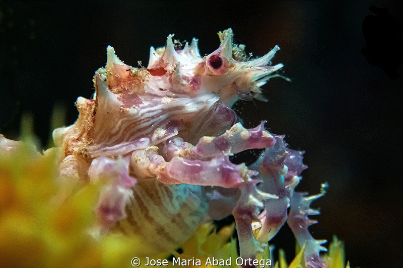 Candy crab
Hoplophrys oatesi by Jose Maria Abad Ortega 