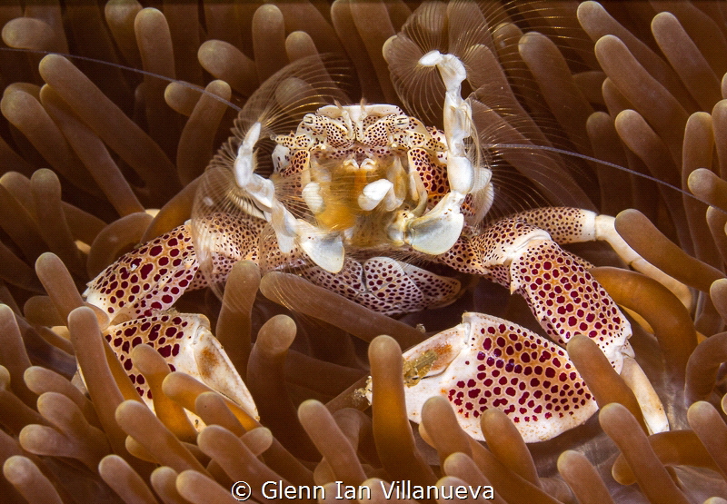 This is a photo of a feeding anemone crab. Taken in Cocon... by Glenn Ian Villanueva 