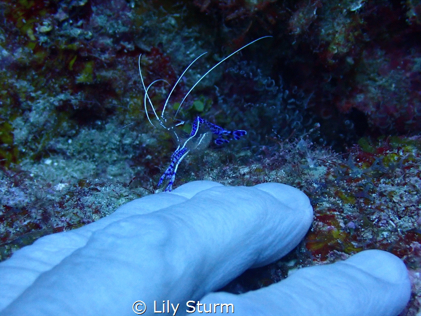 This is a photo of a Pederson Cleaner Shrimp reaching out... by Lily Sturm 