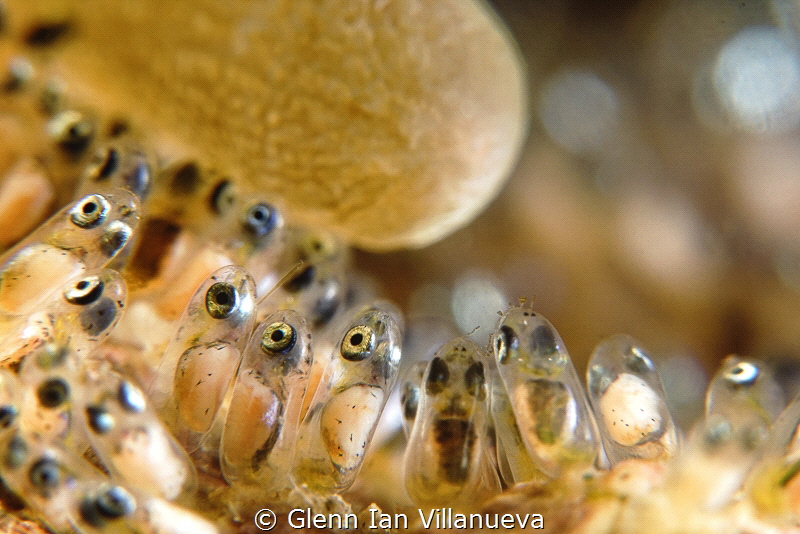 This is a photo of clownfish's eggs. You could see the ey... by Glenn Ian Villanueva 