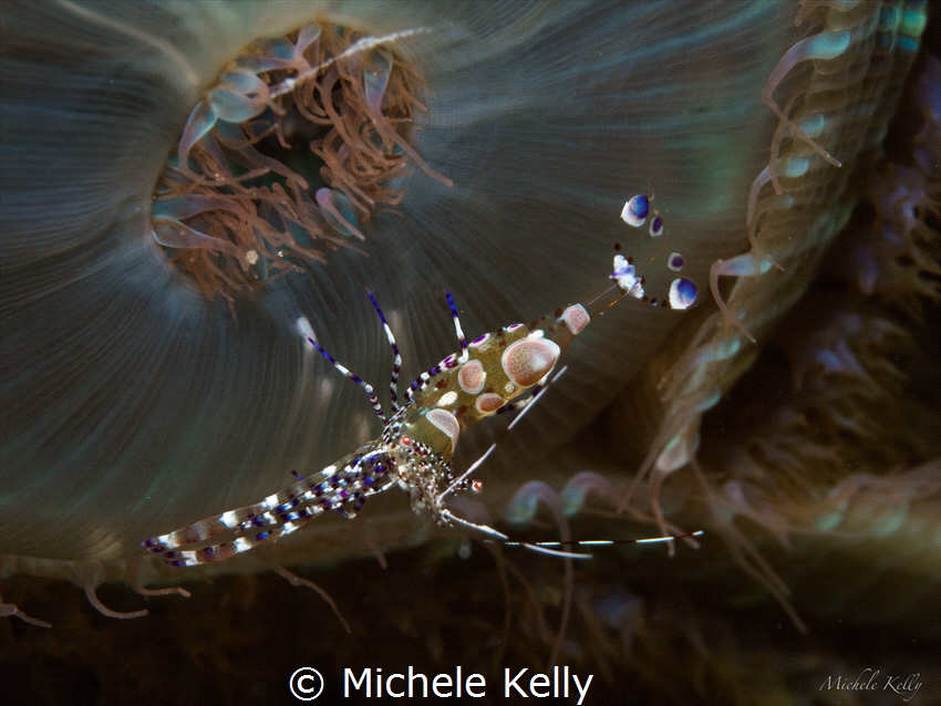 Spotted cleaner shrimp on a closed warty corallimorph.  O... by Michele Kelly 