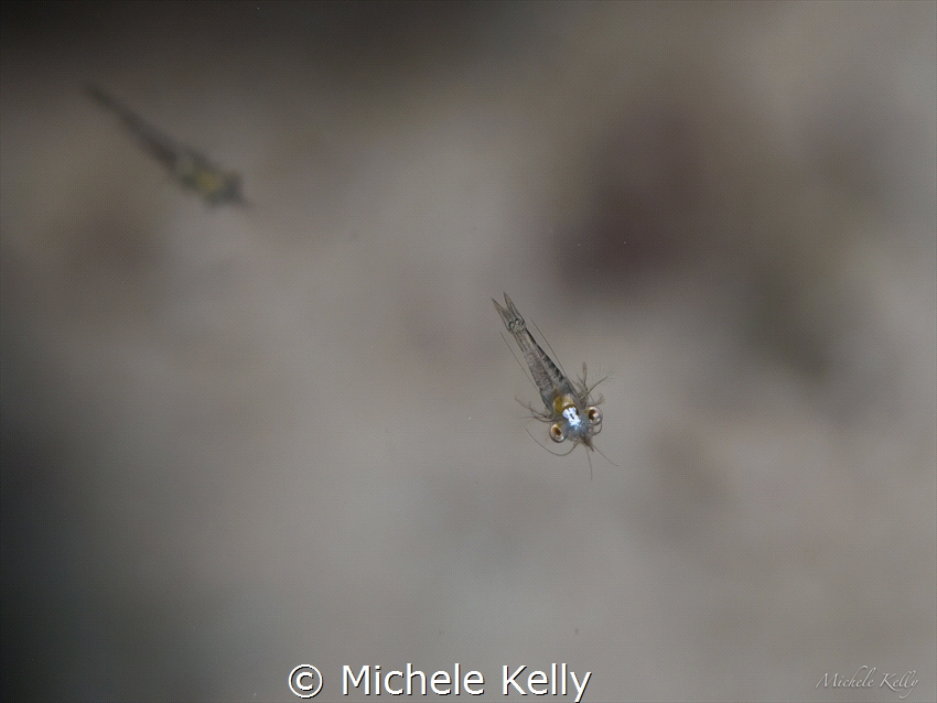 Mysid shrimp.  Olympus E-PL2, m.zuiko 60mm macro lens.  O... by Michele Kelly 