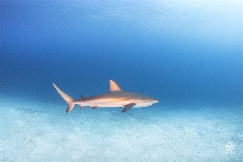 "Deep Blue" by Allen Walker 