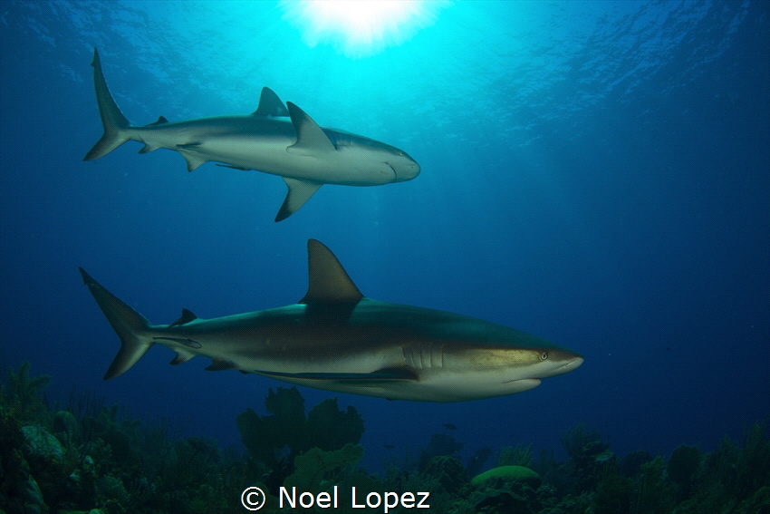 caribean reef sharks,nikon D800E, tokina lens 10.17mm,two... by Noel Lopez 