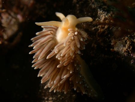 The nudibranch Flabellina falklandica, Strait of Magellan... by Cesar Cardenas 