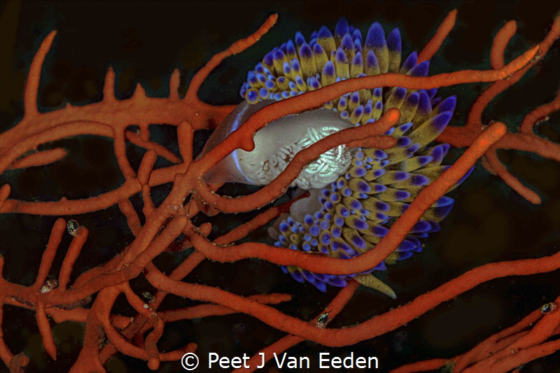 The Guardian
Gasflame nudibranch is gently protecting he... by Peet J Van Eeden 