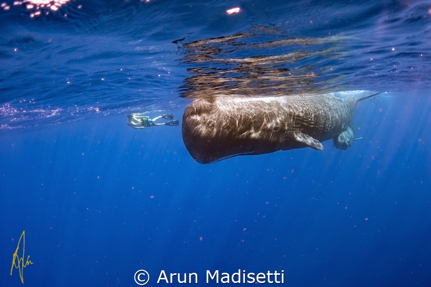 the snorkeler (taken under government issued permit) by Arun Madisetti 