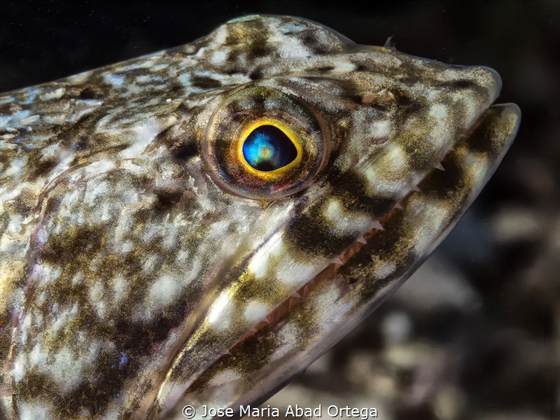 Lizard fish face by Jose Maria Abad Ortega 