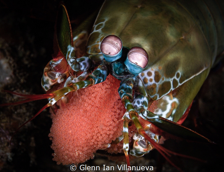 This is a photo of a mantis shrimp carrying her eggs. The... by Glenn Ian Villanueva 