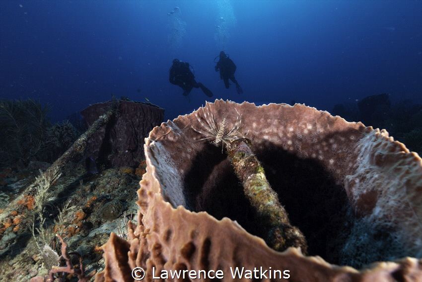 You never know what will be hiding in a Barrel Sponge! by Lawrence Watkins 