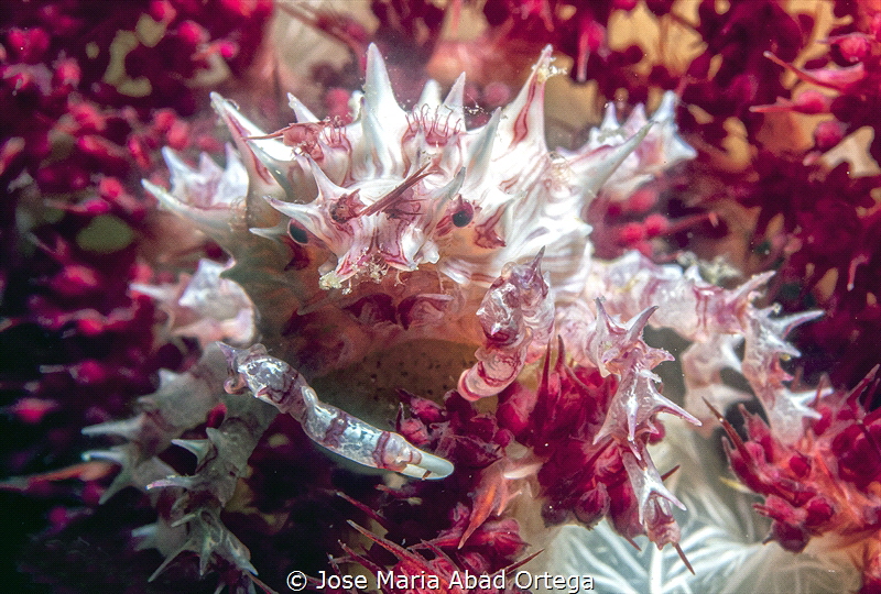 Candy Crab (Hoplophrys oatesi) by Jose Maria Abad Ortega 