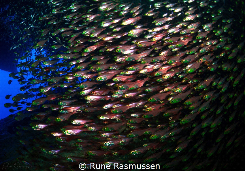 glas fish by Rune Rasmussen 