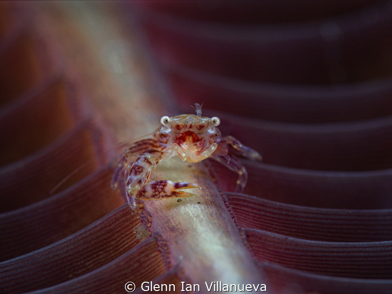 This is a photo of the tiny creature fondly called the se... by Glenn Ian Villanueva 