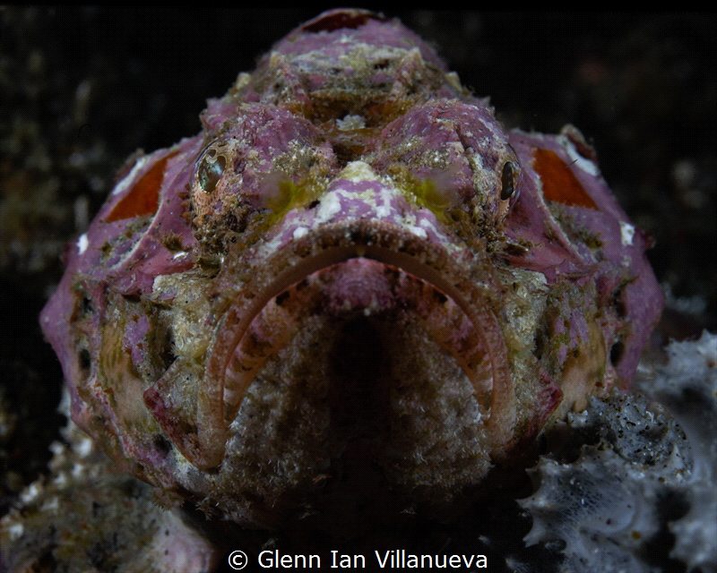 This is a photo of a photo of a pink scorpionfish waiting... by Glenn Ian Villanueva 