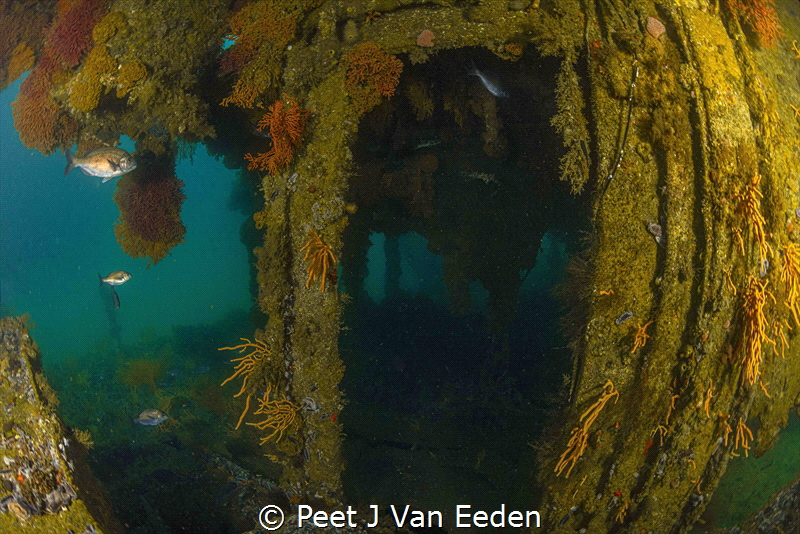 WWII minesweeper converted into an artificial reef with a... by Peet J Van Eeden 