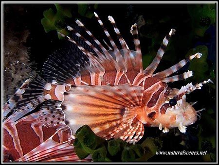 Lionfish in Perhentian island, Malaysia. by Erika Antoniazzo 