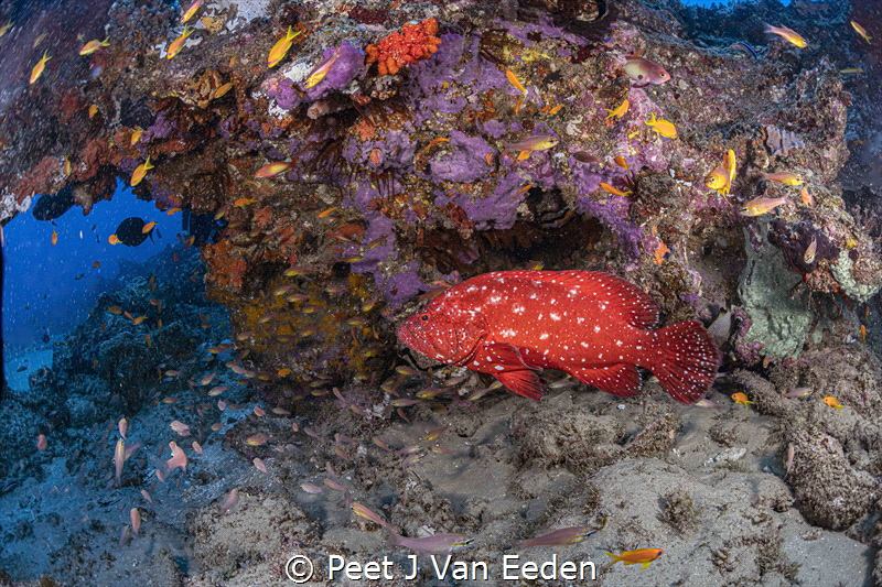 The Hunter and the Hunted


Tomato Rock Cod hunting sm... by Peet J Van Eeden 