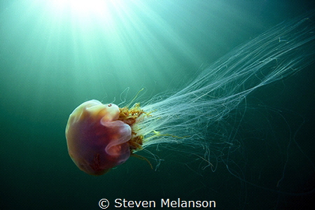 Lions mane jellyfish caught in the cold waters of the eas... by Steven Melanson 
