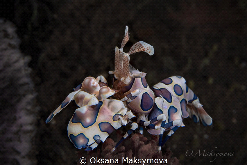 Harlequin shrimp (Hymenocera picta) by Oksana Maksymova 