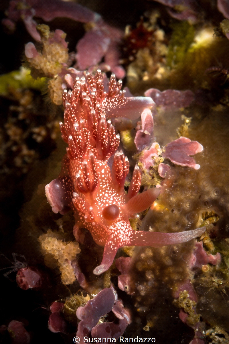 Pink Telja nudibranch_2022
(Canon 60 mm,t1/200,f/18,iso ... by Susanna Randazzo 
