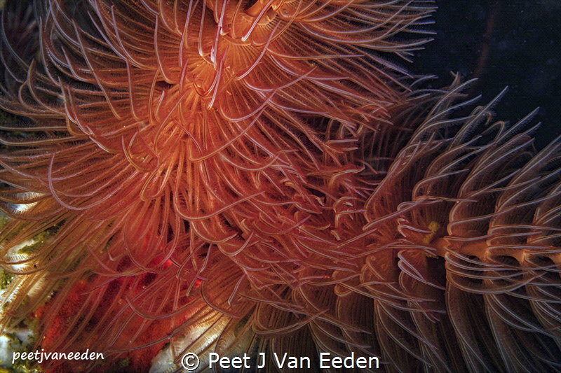 Spiral Of Life
The feeding tubeworm by Peet J Van Eeden 