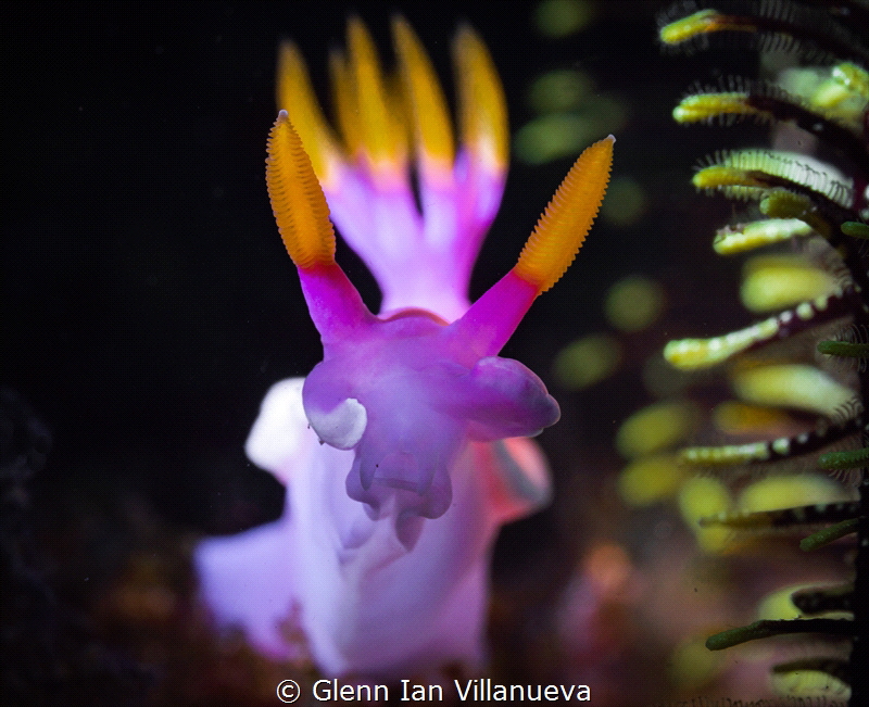This is a photo of a nudibranch, Hypselodoris Bullocki. A... by Glenn Ian Villanueva 