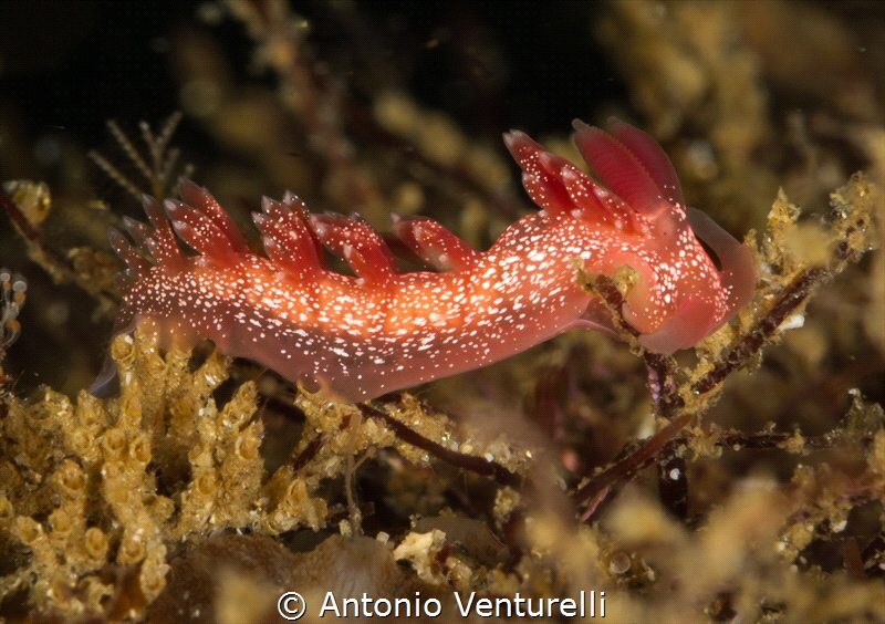 Pink Telja nudibranch close up _P.Vallarta_2022
(Canon10... by Antonio Venturelli 