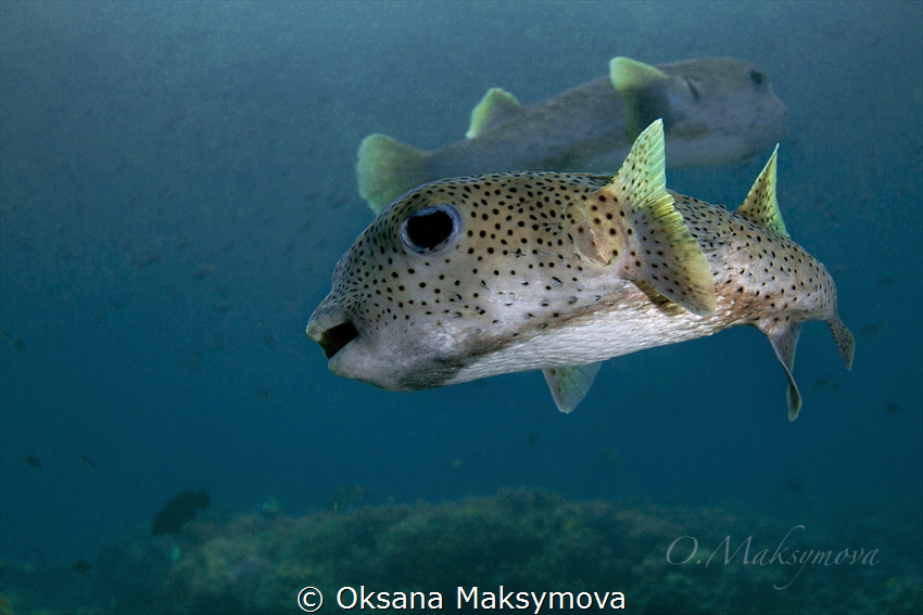 Porcupine pufferfish (Diodon hystrix)
 by Oksana Maksymova 