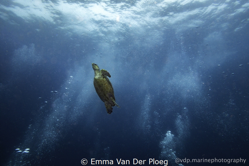 A hawksbill turtle ascends to the surface for a fresh bre... by Emma Van Der Ploeg 