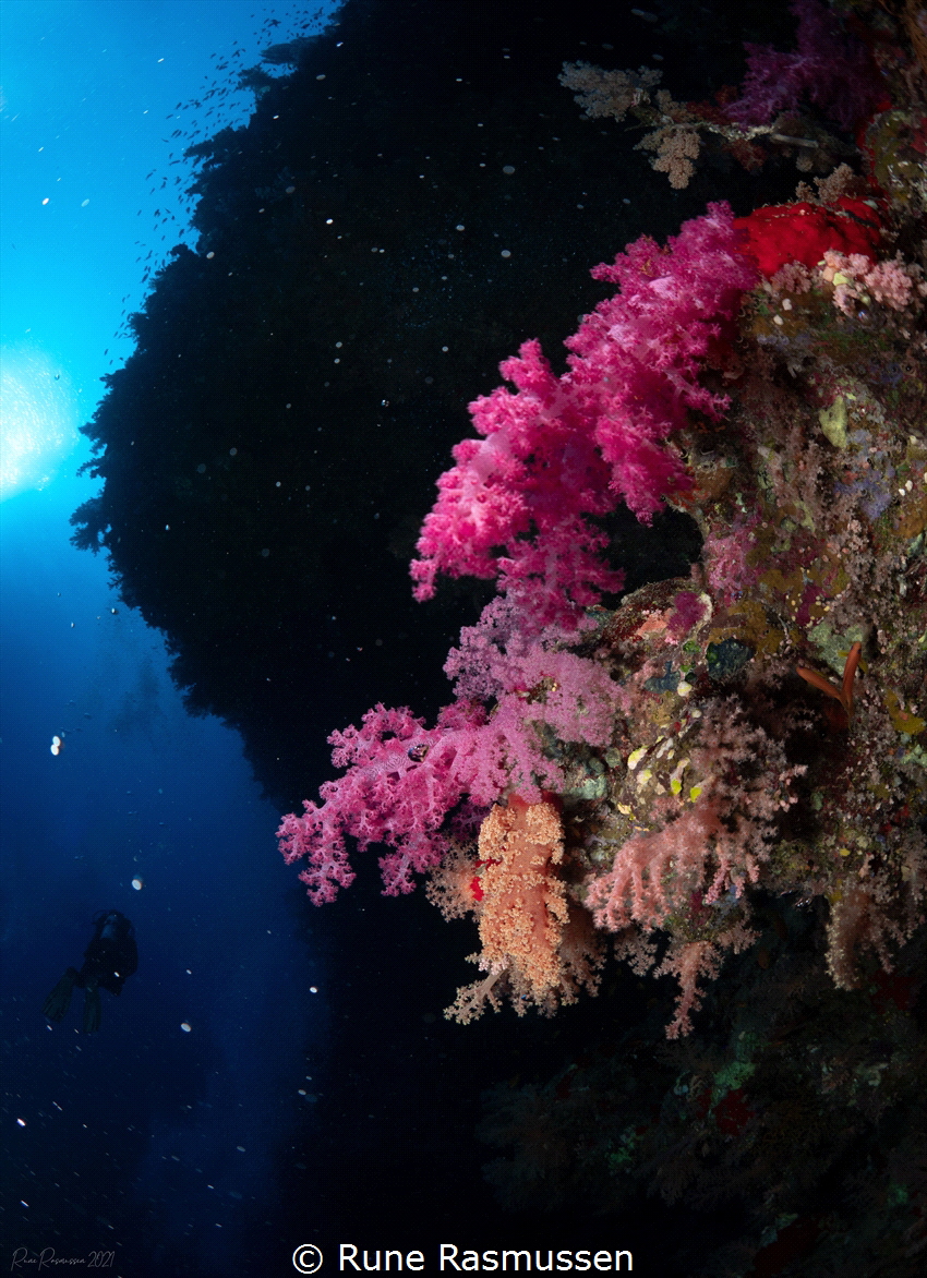 pink soft coral by Rune Rasmussen 