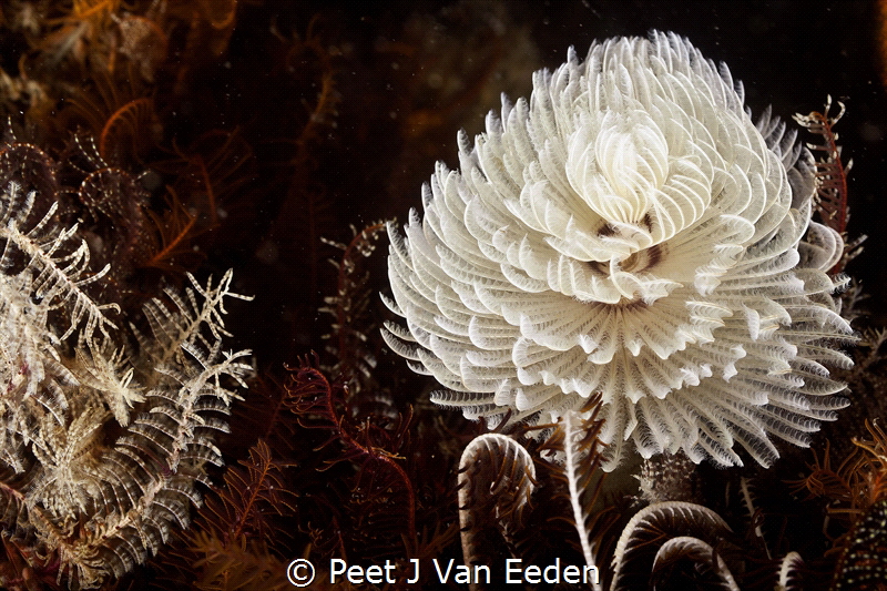 A beautiful display by a tube worm by Peet J Van Eeden 