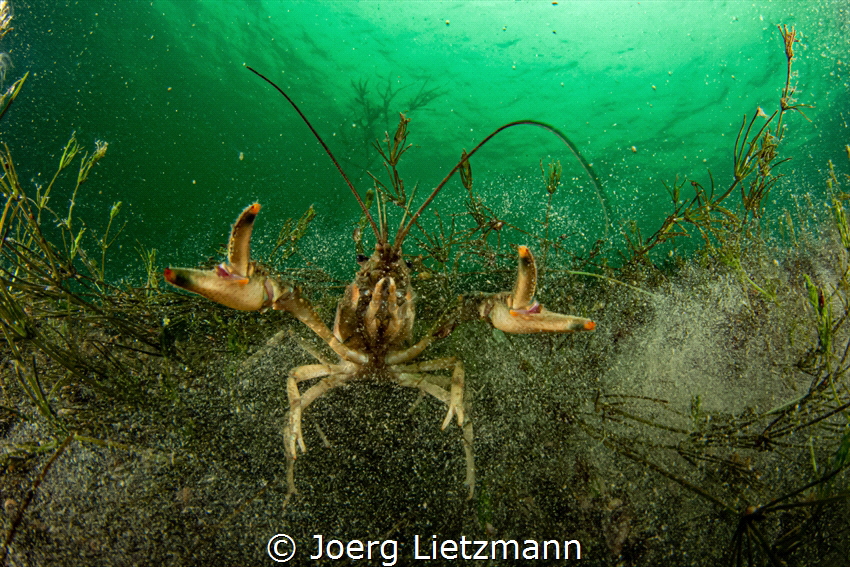 A crawfish was quiet interested in my camera, or me, and ... by Joerg Lietzmann 