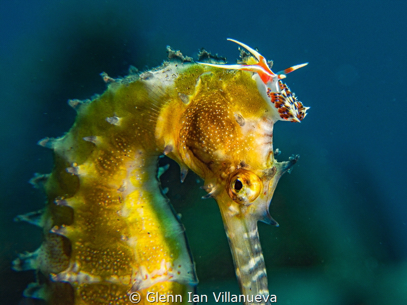 This is a photo of a yellow sea horse, Hippocampus Kuda w... by Glenn Ian Villanueva 