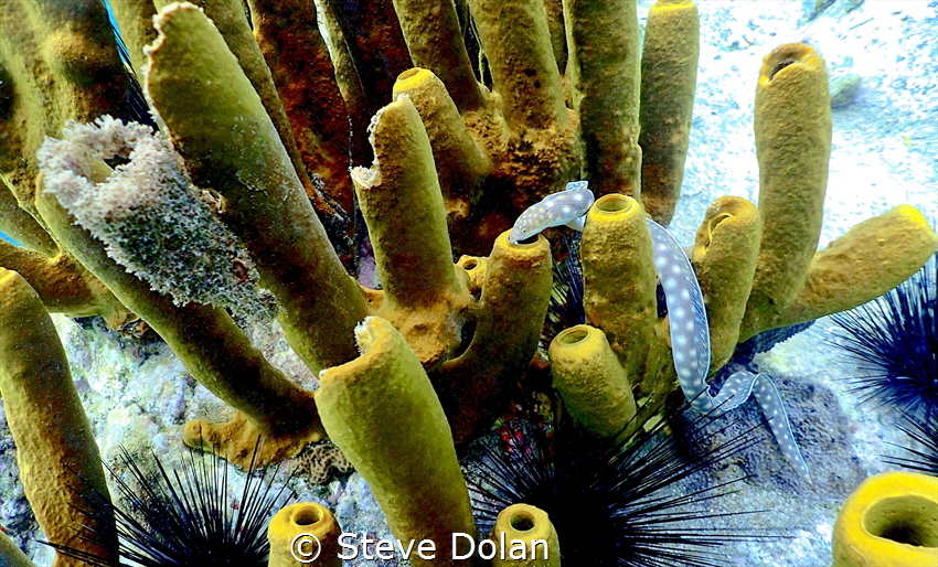 Golden Spotted Snake Eel hunting at Anse Cochon reef in S... by Steve Dolan 