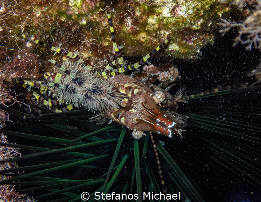 First record of a Marbled Shrimp - Saron marmoratus in Cy... by Stefanos Michael 