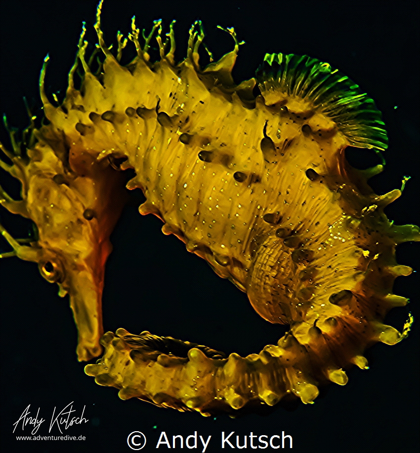 Seahorse on a swim by Andy Kutsch 