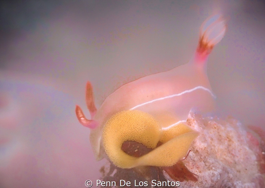 Taken with an Olympus TG4. I saw this nudibranch as it wa... by Penn De Los Santos 