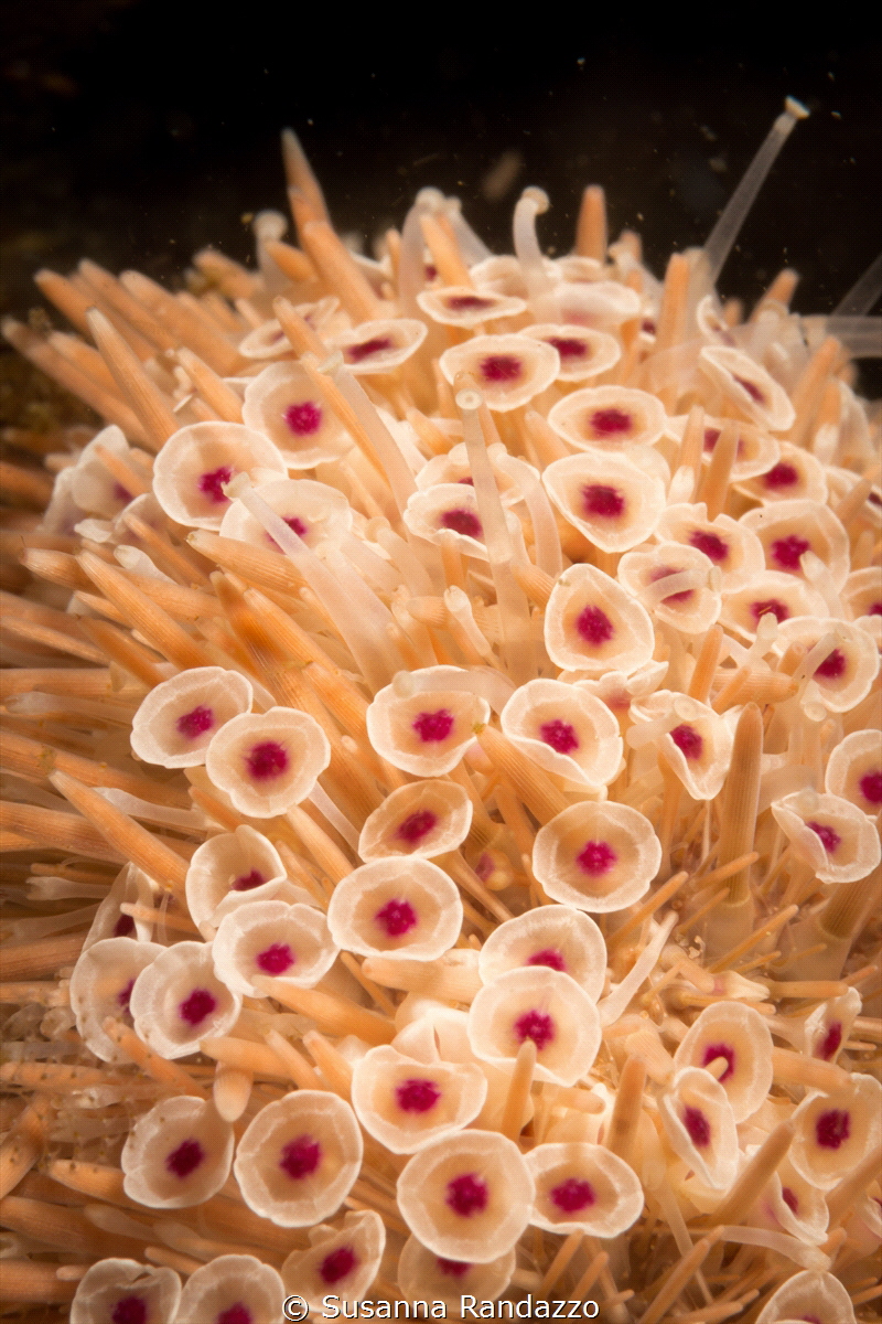 Soft coral close up_2022
(Canon60 mm, t1/200, f/20,iso 200) by Susanna Randazzo 
