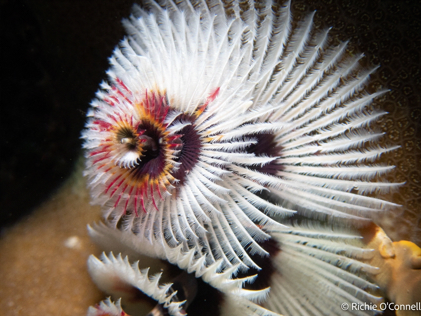 Christmas Tree Worm by Richie O’connell 