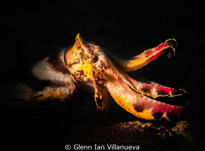 This is a photo of a flamboyant cuttlefish. You can't see... by Glenn Ian Villanueva 