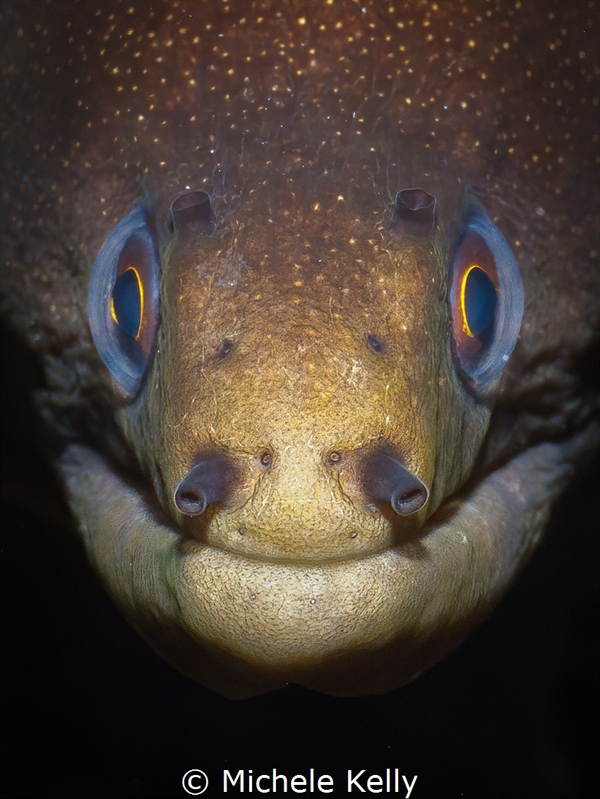 Goldentail moray eel portrait by Michele Kelly 