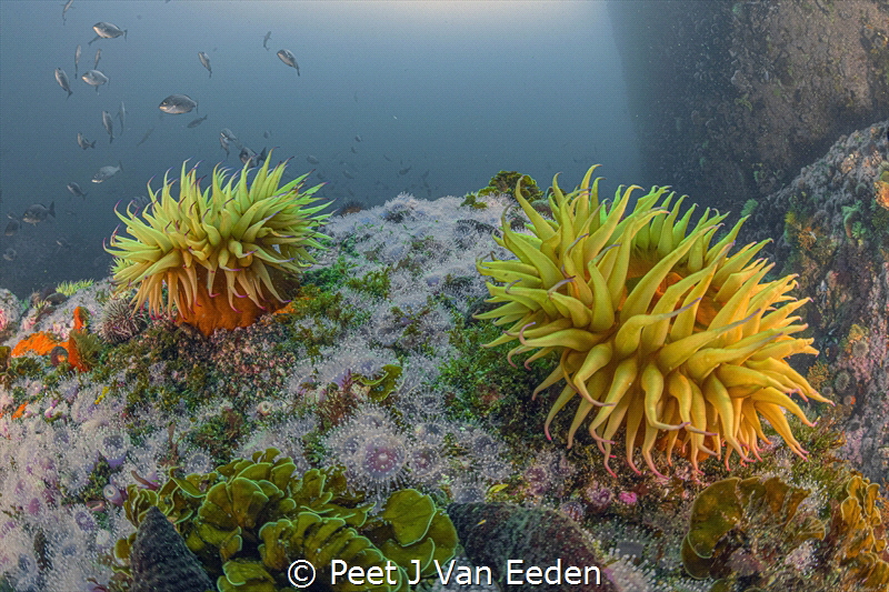 I can't promise you a rose garden,but a sea anemone garden by Peet J Van Eeden 