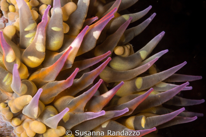 Soft coral close up_2022
(Canon60mm,t1/200,f/20,iso100) by Susanna Randazzo 