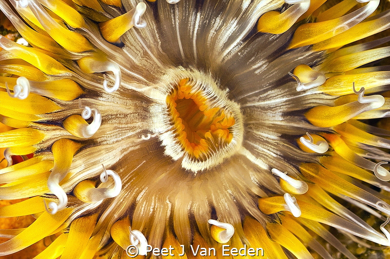 The Beauty of Sea Anemones by Peet J Van Eeden 