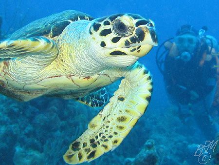 Small friendly Turtle ignores buddy without camera and po... by Brian Mayes 