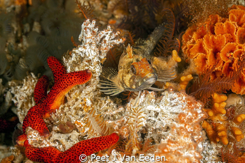 I am the most beautiful Klipfish on the Reef, by Peet J Van Eeden 